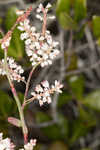 Largeleaf jointweed